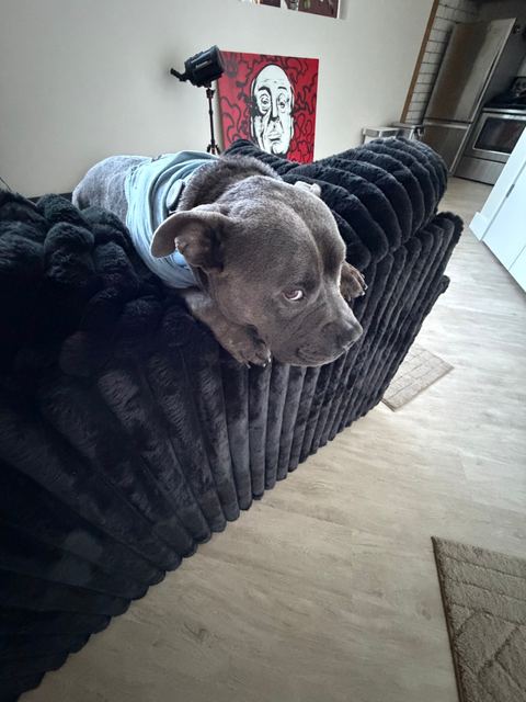 Hamlin keeping watch from the back of the couch