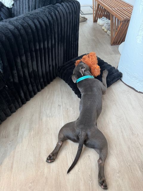 Hamlin stretched out with an orange plush toy