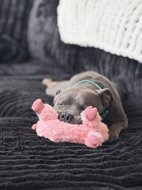 Hamlin asleep on a pink plush toy