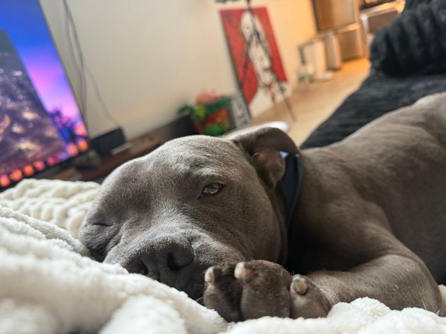 Hamlin dozing on a white blanket