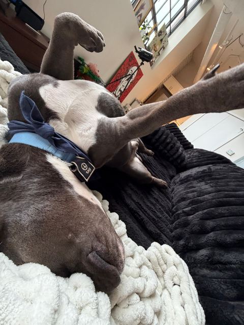 Hamlin asleep upside down on the couch