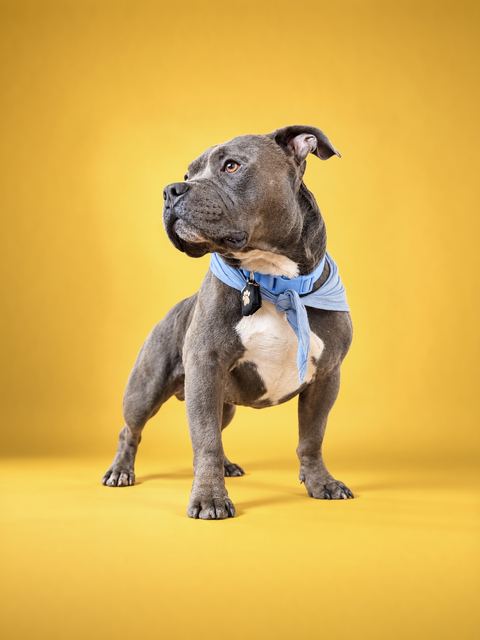 Hamlin posing in a studio portrait against a yellow backdrop