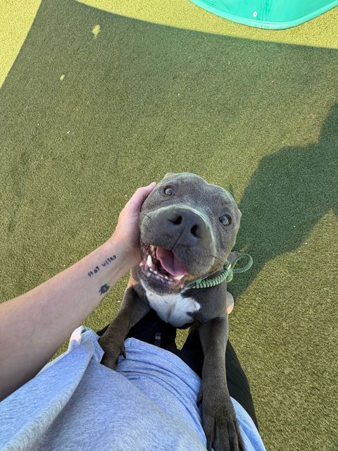 Hamlin grinning up at me at the dog park