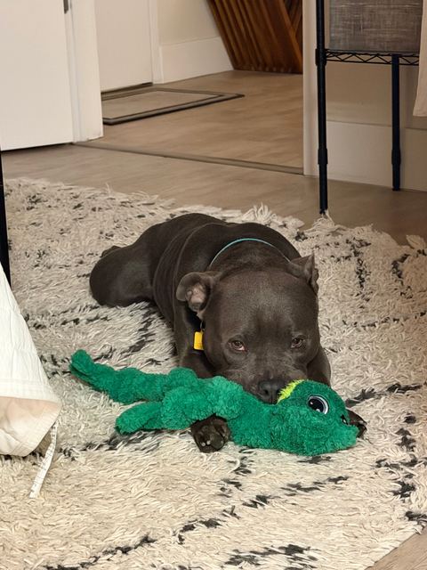 Hamlin resting with a green plush lizard